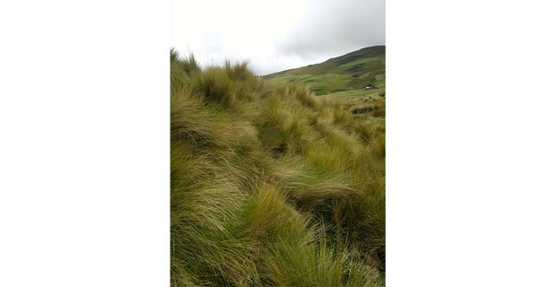 En el páramo de Cotopaxi, Ecuador. Foto: Ramón Vera-Herrera