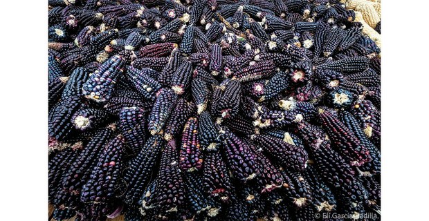 Maíz morado en los Pueblos Mancomunados de Oaxaca. Foto: Elí García-Padilla