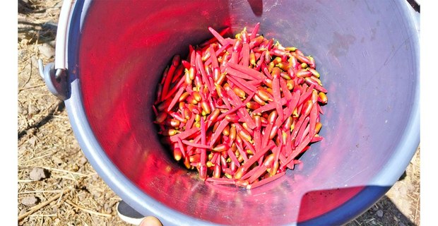 Flor de zompantle en una cubeta. Foto: Unosjo