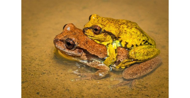 Foto: Elí García-Padilla