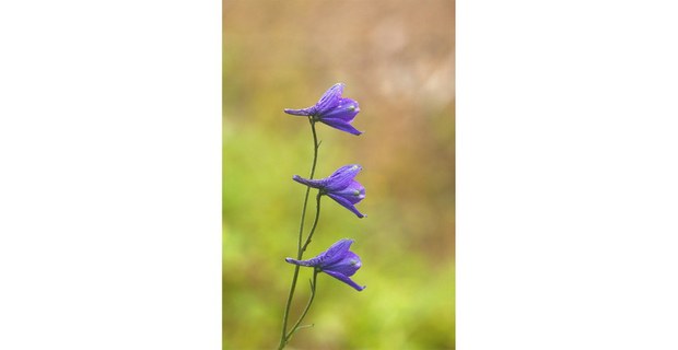 Foto: Elí García-Padilla