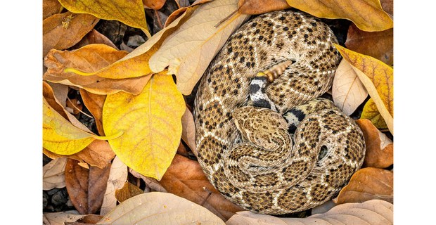 Serpiente de cascabel diamantada del oeste (Crotalus atrox). Foto: Elí García-Padilla