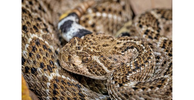Serpiente de cascabel diamantada del oeste (Crotalus atrox). Foto: Elí García-Padilla