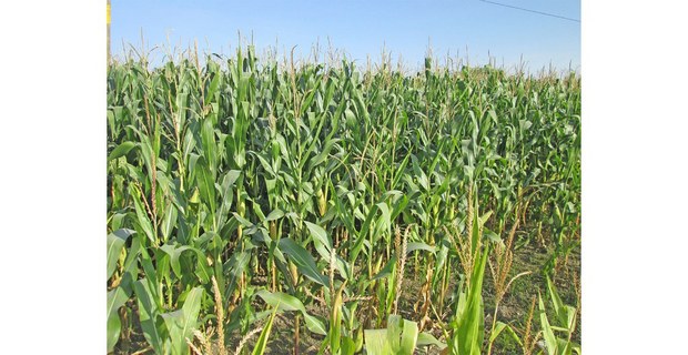 Milpa. Foto: Ojarasca