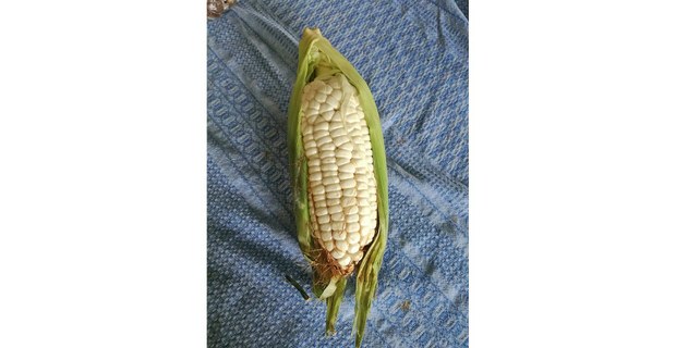 Maíz cacahuazintle. Foto: Archivo de Ojarasca