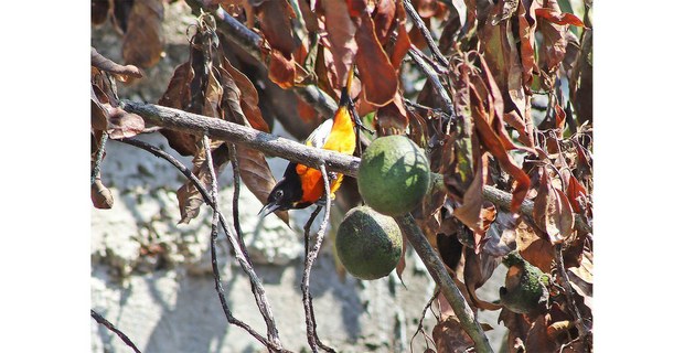 San Cristóbal de Las Casas, Chiapas, 2026. Foto: Noé Pineda