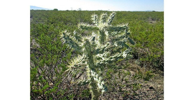 Wirikuta, San Luis Potosí. Foto: Hermann Bellinghausen