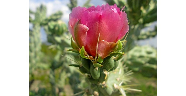 Flor de cacto. Foto: Ojarasca