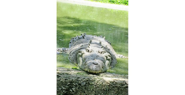 Río Usumacinta, Chiapas. Foto: Hermann Bellinghausen