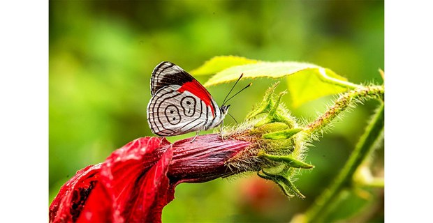 Mariposa de la Chinantla, Oaxaca. Foto: Elí García-Padilla