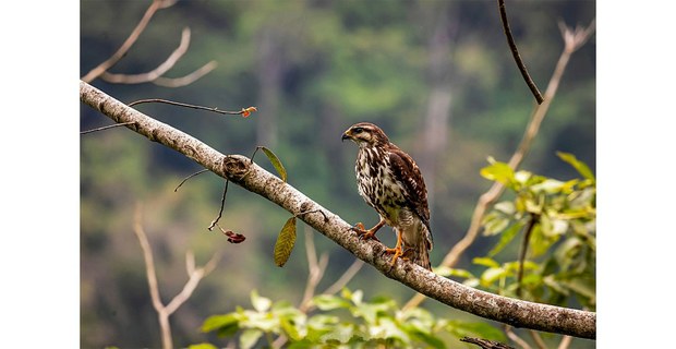 Águila caminera. Chinantla, Oaxaca. Foto: Elí García-Padilla