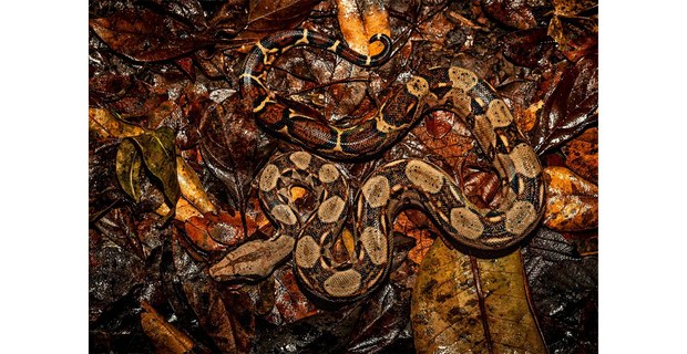 Boa imperator. Foto: Elí García-Padilla