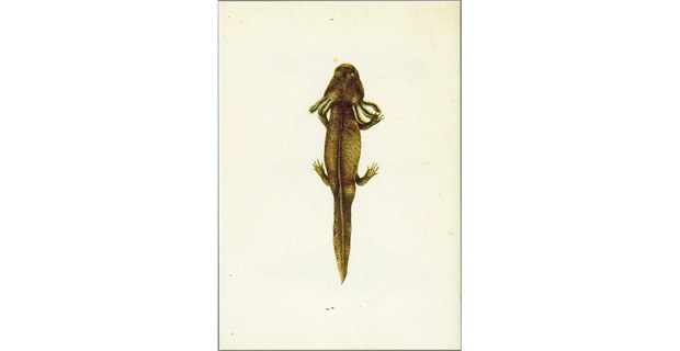 Ambystoma mexicanum. Acuarela sobre papel. En Biodiversidad Novohispana, Real expedición botánica a Nueva España (Siglo XXI Editores, México, 2018). Ilustradores circa 1800: Atanasio Echeverría y Godoy, Juan de Dios Vicente de la Cerda.