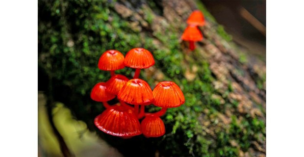 Hongos de Oaxaca. Foto: Elí García-Padilla