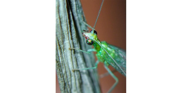 Chrysopidae. Foto macro: Guillermo Bellinghausen Zinser