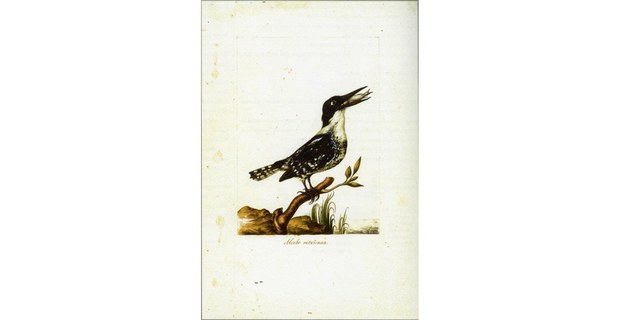 Ilustración de Biodiversidad Novohispana. (1757-1803). Ilustradores: Atanacio Echeverría y Godoy, Juan de Dios Vicente de la Cerda (UNAM-Siglo XXI, 2018)