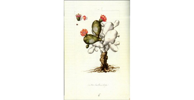 Izquierda: Opuntia tormentosa. Ilustración de Biodiversidad Novohispana.(1757-1803). Ilustradores: Atanacio Echeverría y Godoy, Juan de Dios Vicente de la Cerda (UNAMSiglo XXI, 2018)