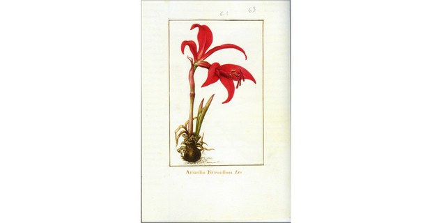 Sprekelia formosissima. en Biodiversidad Novohispana (1757-1803). Ilustradores: Atanacio Echeverría y Godoy, Juan de Dios Vicente de la Cerda (UNAM-Siglo XXI, 2018)