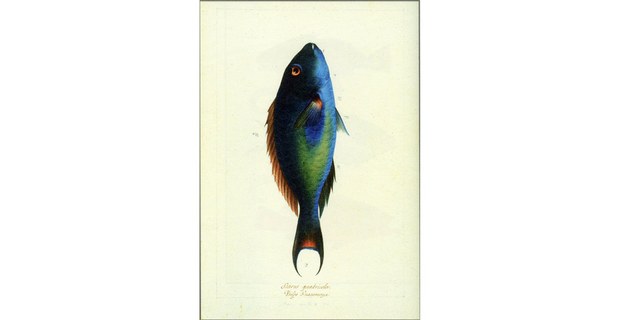 Izquierda: Sparisoma chrysopterum. Ilustración de Biodiversidad Novohispana. (1757-1803). Ilustradores: Atanacio Echeverría y Godoy, Juan de Dios Vicente de la Cerda (UNAM-Siglo XXI, 2018)