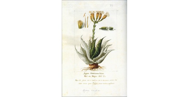 Agave salamiana. Ilustración de Biodiversidad Novohispana. (1757-1803). Ilustradores: Atanacio Echeverría y Godoy, Juan de Dios Vicente de la Cerda