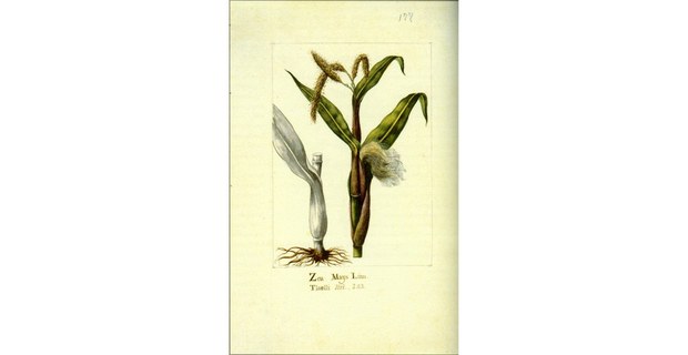 Zea mays. Ilustración de Biodiversidad Novohispana. (1757-1803). Ilustradores: Atanacio Echeverría y Godoy, Juan de Dios Vicente de la Cerda (UNAM-Siglo XXI, 2018)