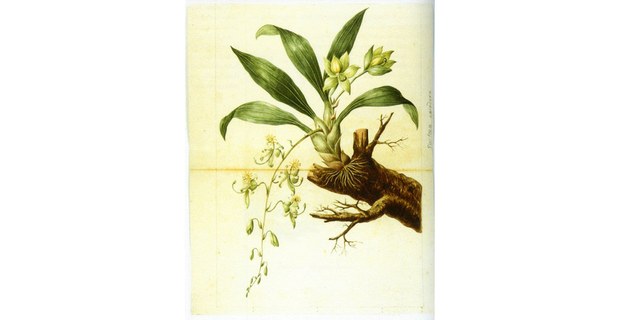 Cycnoches egertonianum, acuarela, José Mariano Mociño y Martín de Sessé: Biodivesidad Novohispana