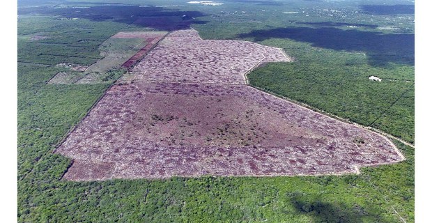 133 hectáreas de uso común ocupadas y deforestadas por el empresario Pedro Millet en Baca, Yucatán. Foto: Patricio Eleisegui / Cortesía de Jaltún