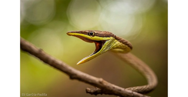 Bejuquilla (Oxybelis microphtalmus), Costa de Oaxaca. Foto: Elí García -Padilla