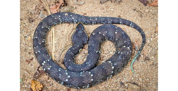 Cantil (Agkistrodon bilineatus), Costa de Oaxaca, 2026. Foto: Eli García-Padilla