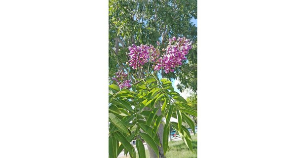Baalche’ (Lonchocarpus violaceus). Foto: Internet