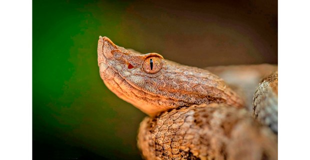 Nauyaca chatilla o nariz de cerdo (Porthidium dunni), costa de Oaxaca. VERA Proyectos para un Futuro Mejor A.C., Fundación Vatheuer Family y Protección Civil de Santa María Tonameca. Foto: Elí García-Padilla