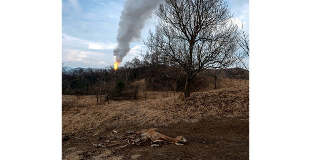 Una de las 27 vacas muertas del terreno contiguo al pozo Krem 1. En otras parcelas también se encontraron decenas de animales muertos. Fotos: Pablo E. Piovano, 12 y 13 de julio de 2026